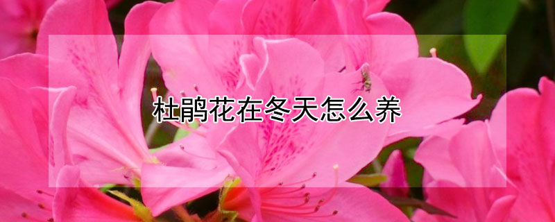 杜鹃花在冬天怎么养