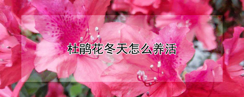 杜鹃花冬天怎么养活