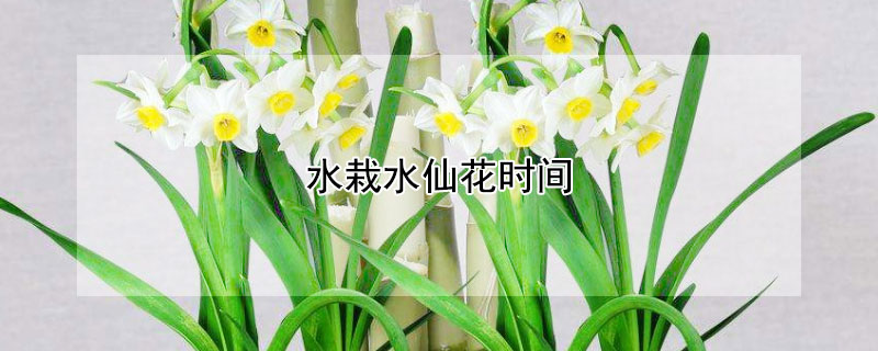 水栽水仙花时间