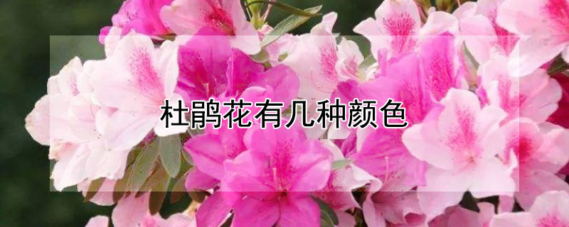 杜鹃花有几种颜色