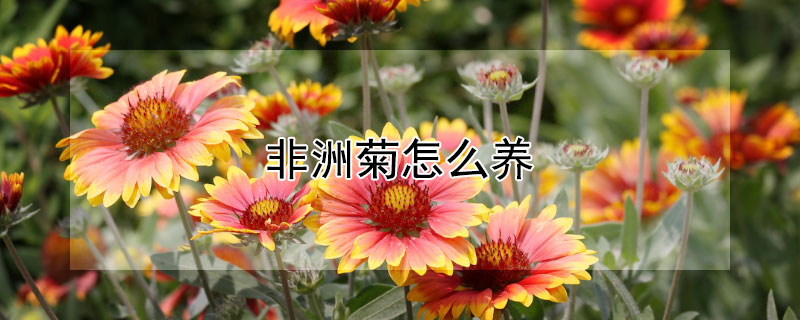 非洲菊怎么养