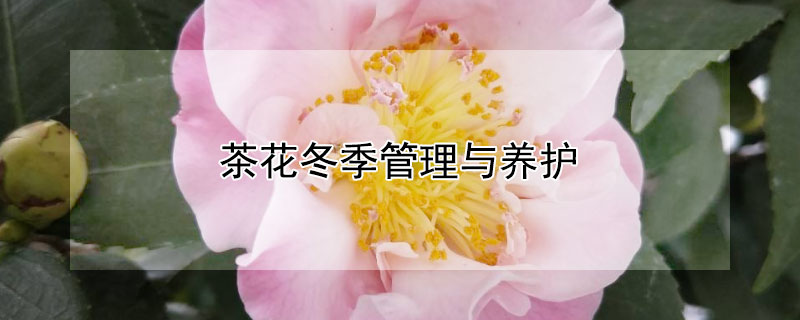 茶花冬季管理与养护