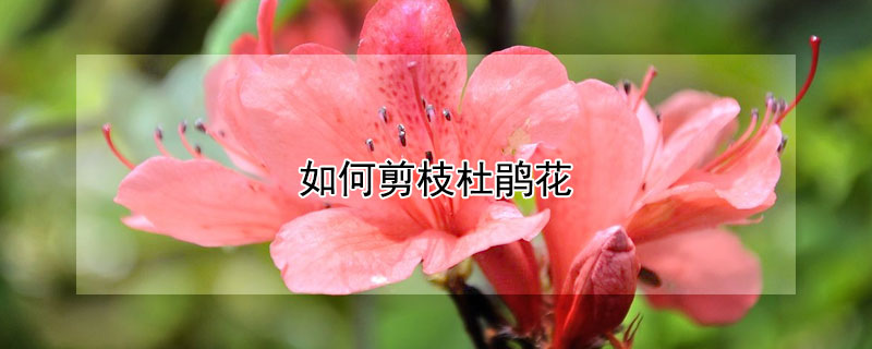 如何剪枝杜鹃花