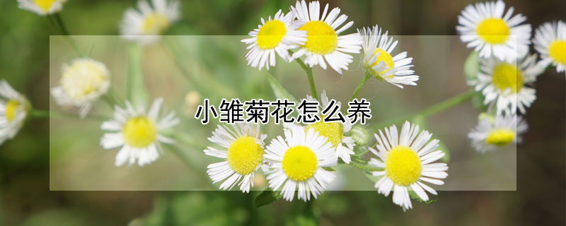 小雏菊花怎么养