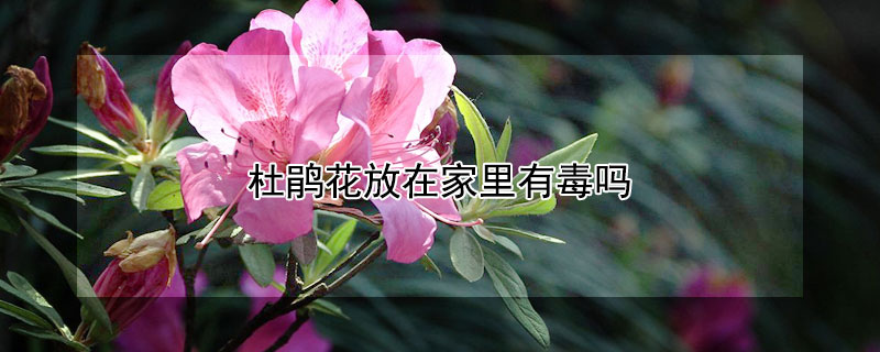 杜鹃花放在家里有毒吗