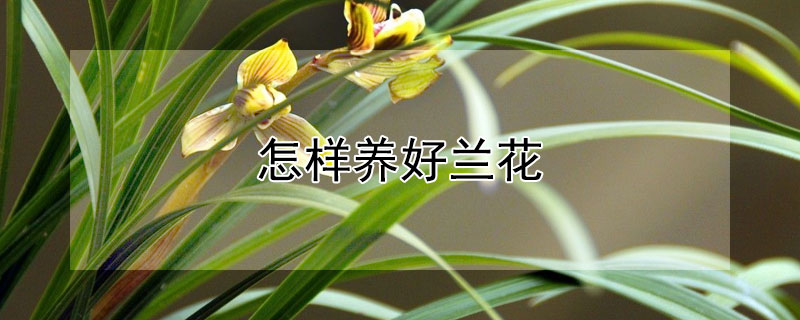 怎样养好兰花