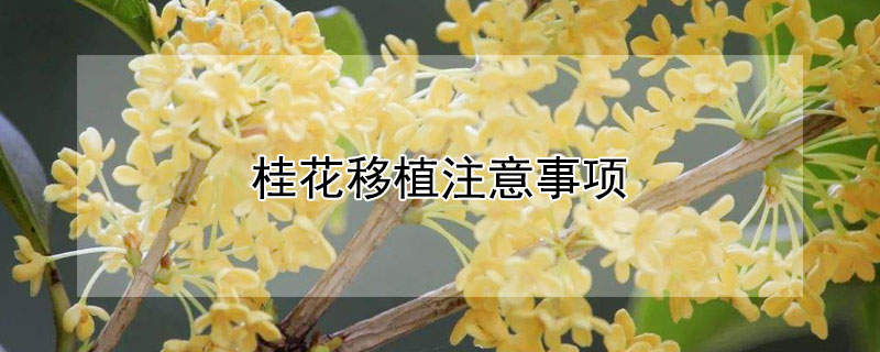 桂花移植注意事项