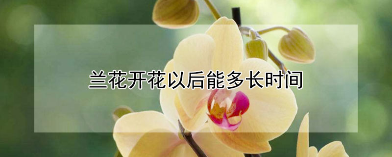 兰花开花以后能多长时间