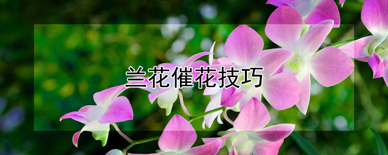 兰花催花技巧