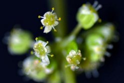 铜钱草开花了怎么办，分为留种处理和不留种处理