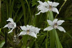 兰花怎么种植步骤图解，5步即可完成兰花的种植