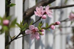 樱花树怎么养，5步即可养好樱花树