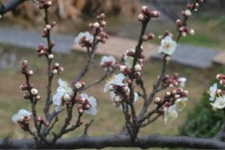 梅花盆景冬天养护方法，梅花冬季养护5大要点