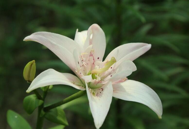 百合花寓意，不同的国家有着不同的寓意