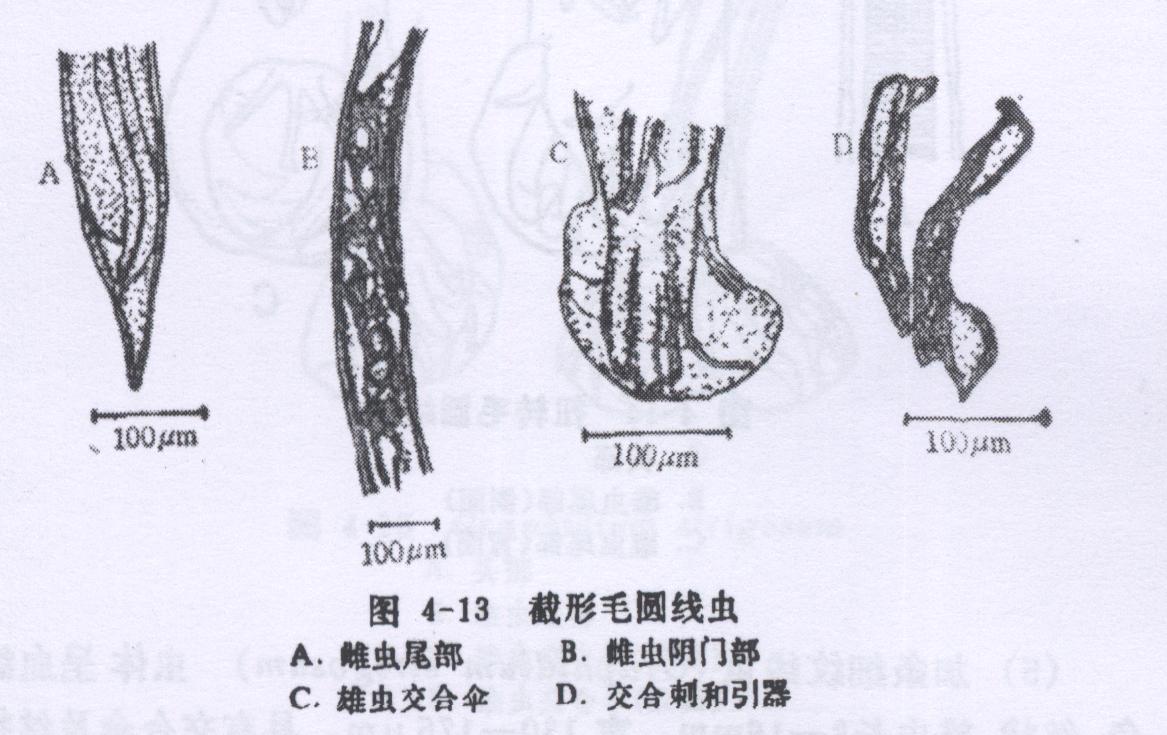 截形毛圆线虫