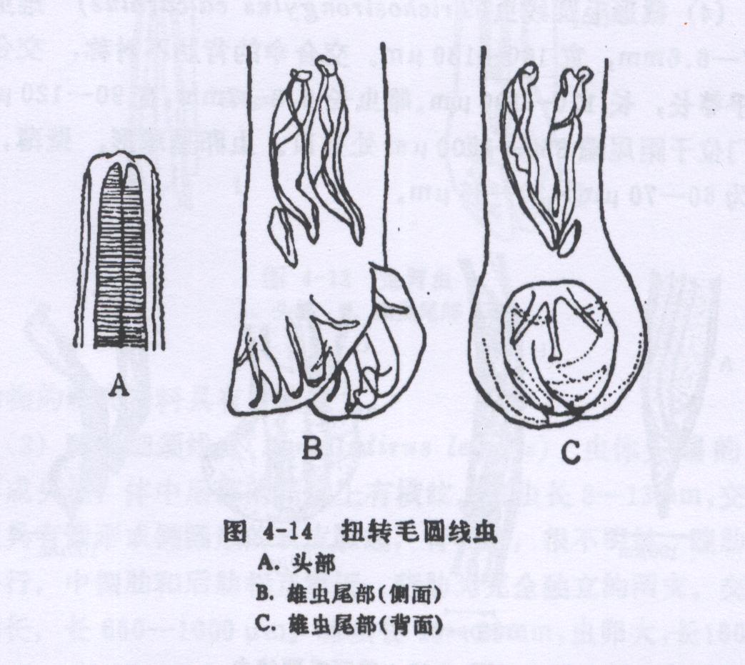 扭转毛圆线虫