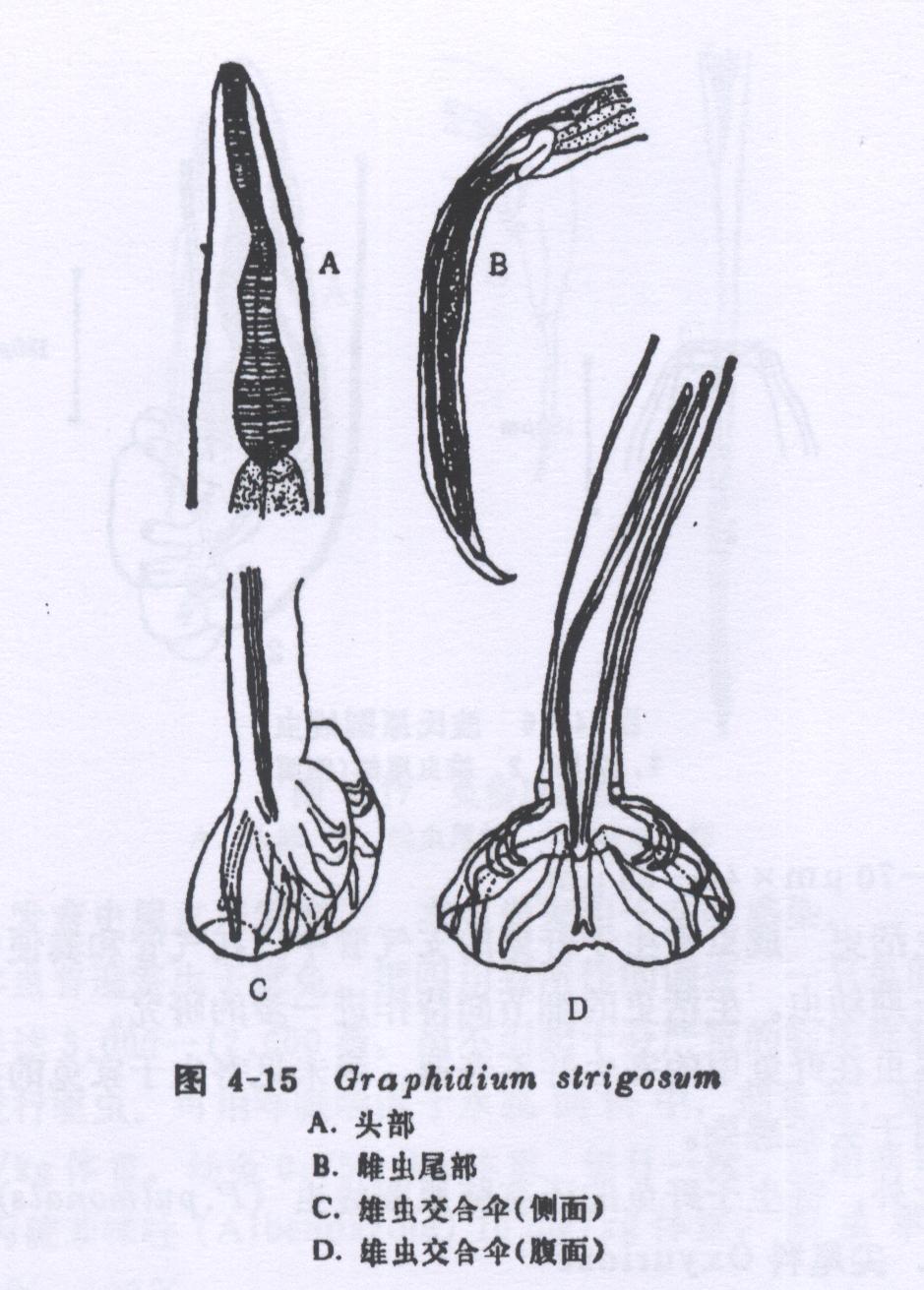 Graphidium strigosum