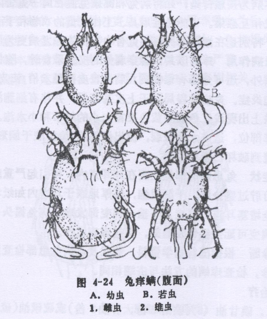 兔痒螨病的症状、诊断和防冶方法