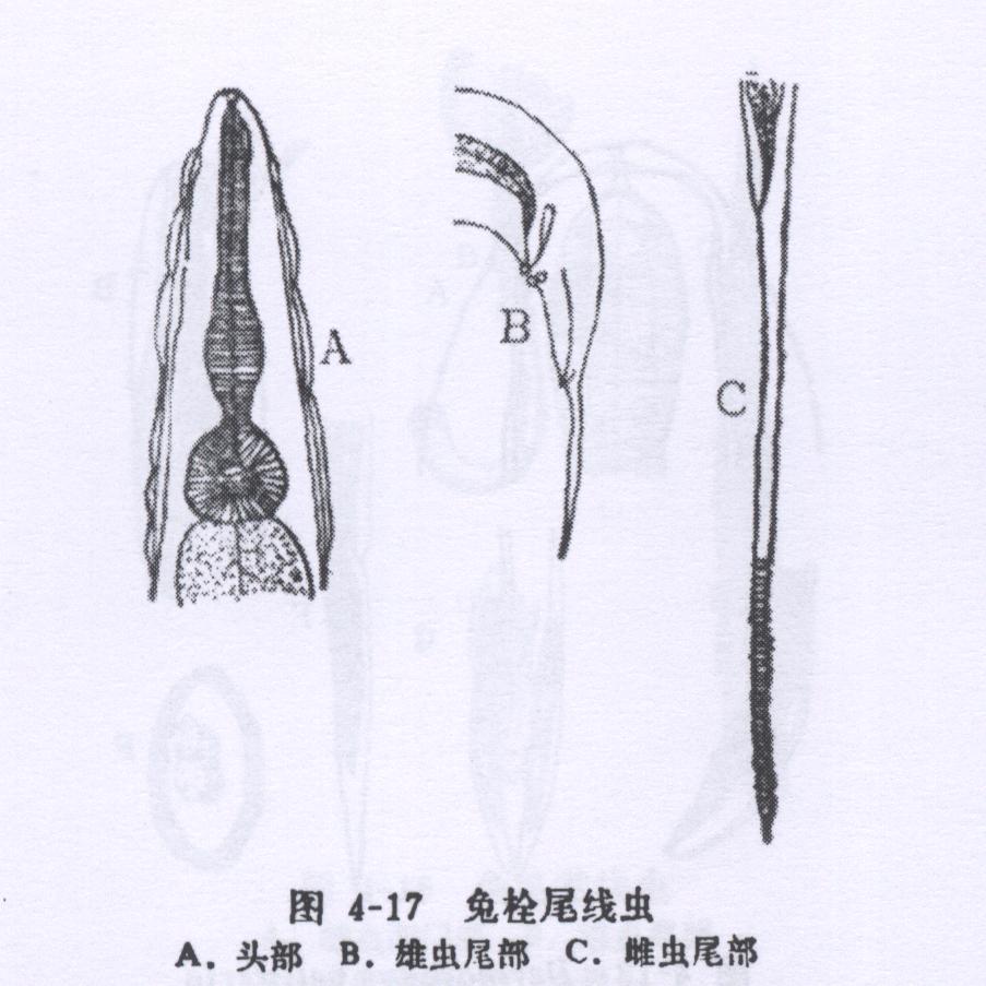 兔栓尾线虫