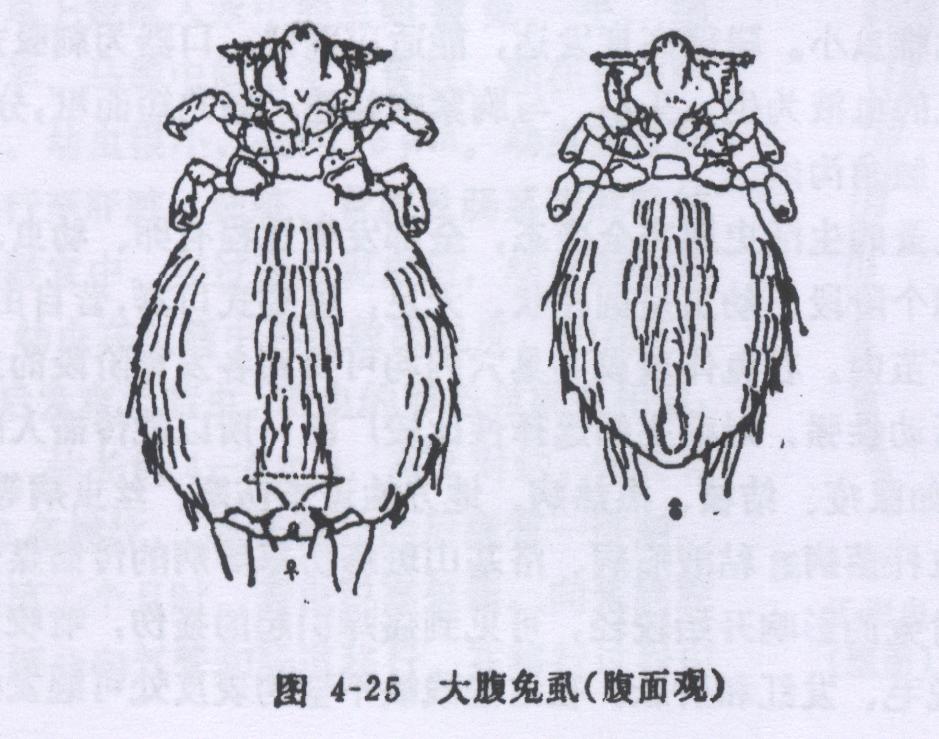 大腹兔虱