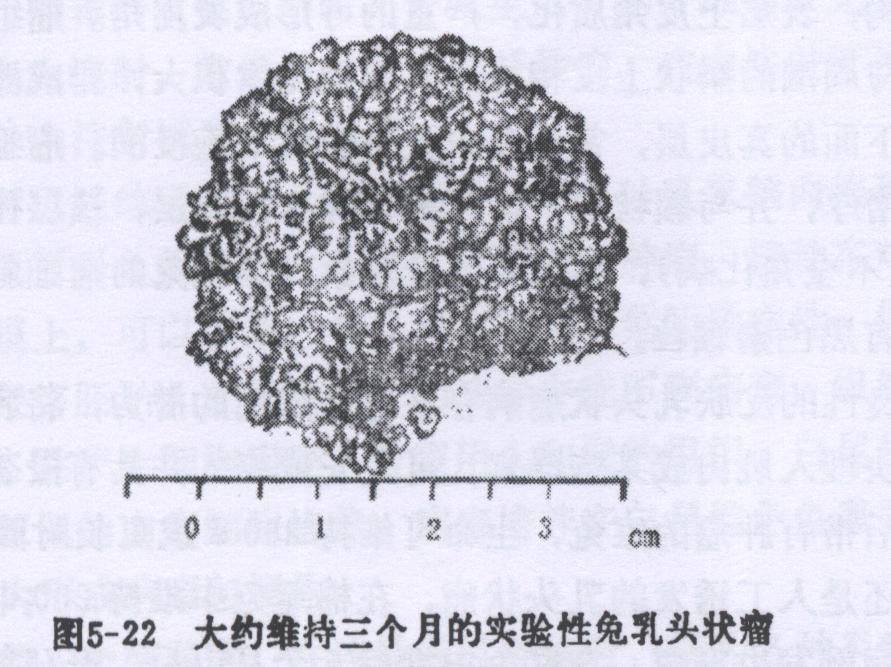 兔乳头状瘤和乳头状瘤衍生的癌病的症状、诊断和防冶方法