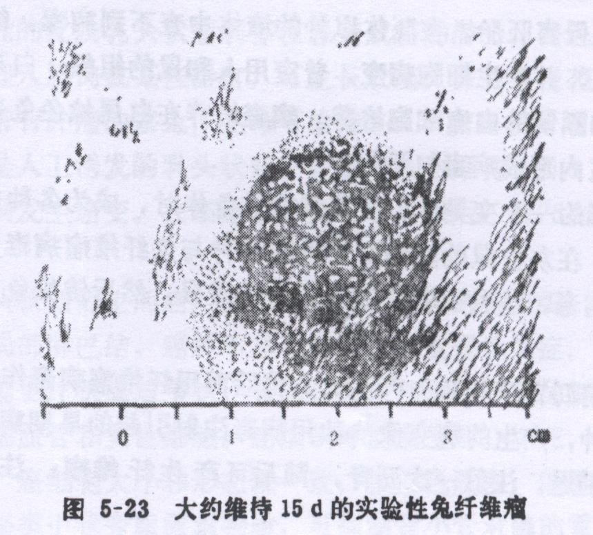 兔传染性兔纤维瘤病的症状、诊断和防冶方法