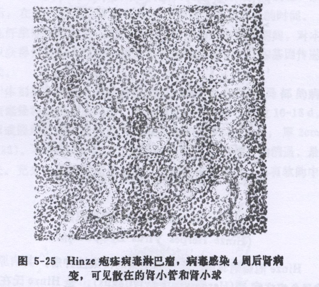 兔Hinze氏疱疹病毒淋巴瘤病的症状、诊断和防冶方法