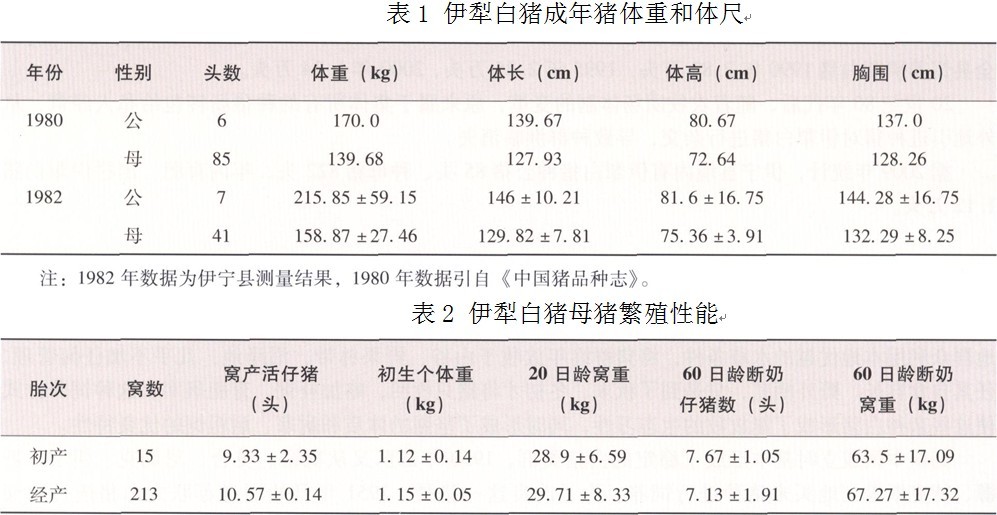 伊犁白猪