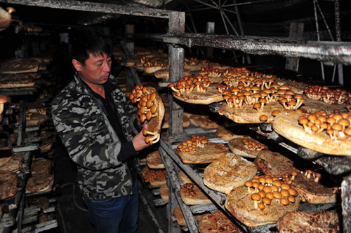 黑龙江林口县：小小食用菌 致富大产业