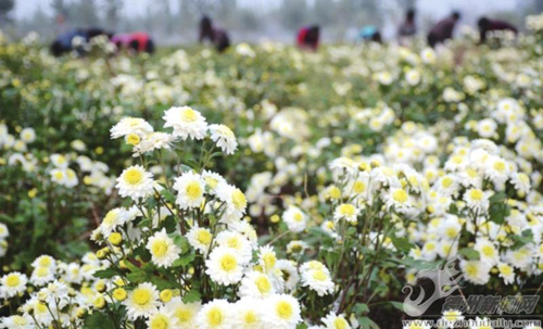 德州“药农”花花草草中淘金