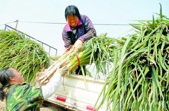 石家庄大葱种植丰收价格同比降五成