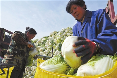 宁夏银川菜价稳了 今年调控菜数量减少