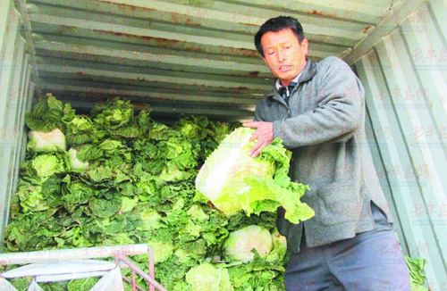 日照白菜种植收成好跌回“白菜价” 批发价每斤三毛五