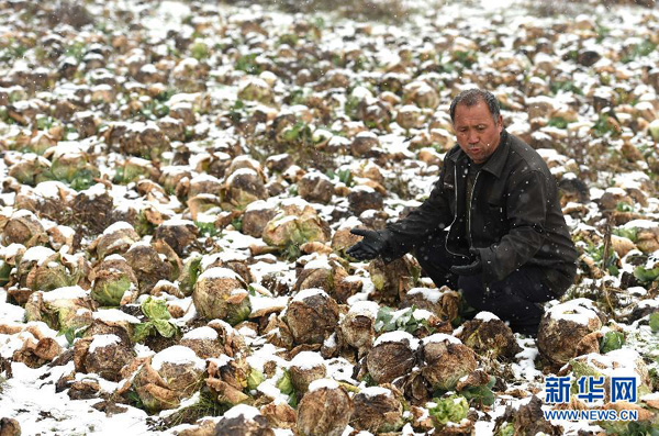 太原：解决“菜贱伤农”难题不能只靠“雪中送炭”