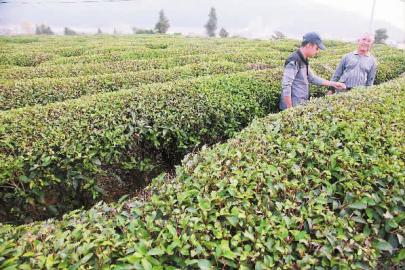 天宝峰：沙县岩茶种植山外香