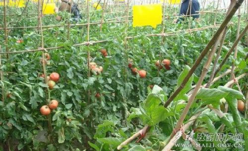 霍家川大棚种植蔬菜育出“致富希望”