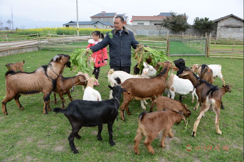 回乡圆“养羊梦” 陈文强带乡邻们走上致富路