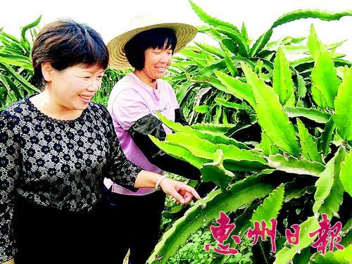 广东惠州市汝湖火龙果女种植能手带动同村姐妹致富