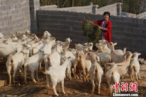 李红艳：三峡“羊门女将”科学养羊带领乡亲致富