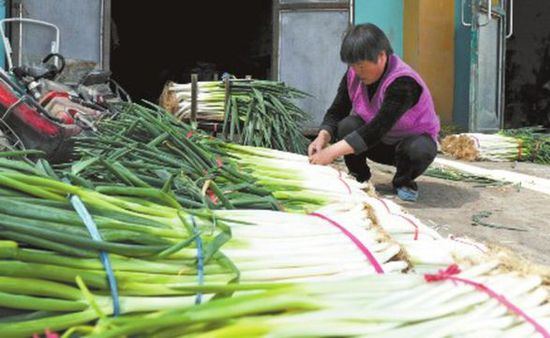 新疆乌鲁木齐大葱供给过剩 葱价比去年跌一半 批发商积压严重