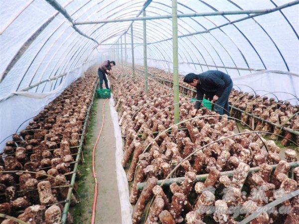 食用菌种植为农民撑起“致富伞”