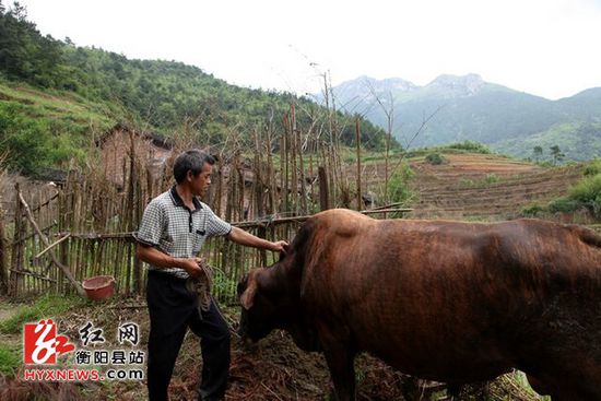 衡阳县农民原生态放养“野”牛致富 产值达百万