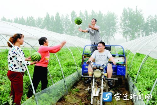 寻求致富路 宿迁“第一书记”“潜伏”大户西瓜地做小工