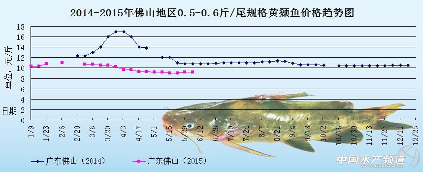 黄颡鱼价格周报：上市鱼多销量差 后市鱼价难涨