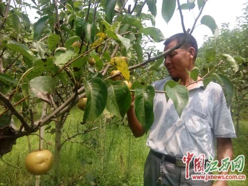 吴水财：退伍军人种植葡萄走上致富路