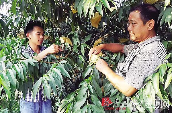 大学毕业不做白领当“果农” 实现水果“上网”