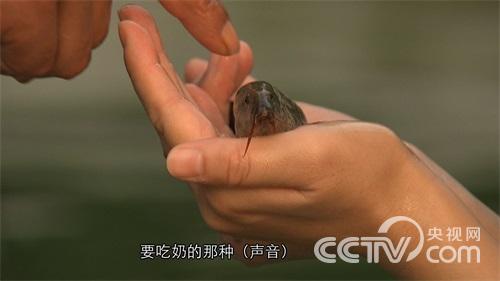 虫子改变的泥鳅财富