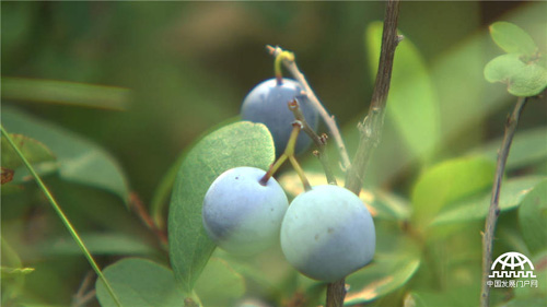 野生蓝莓引发的传奇财富