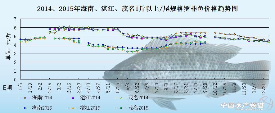 罗非鱼价格周报：销量稳定 各地鱼价持平