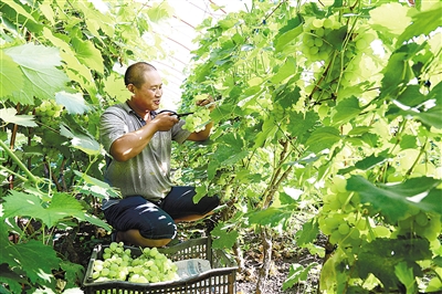 江志民：把葡萄采摘业做大